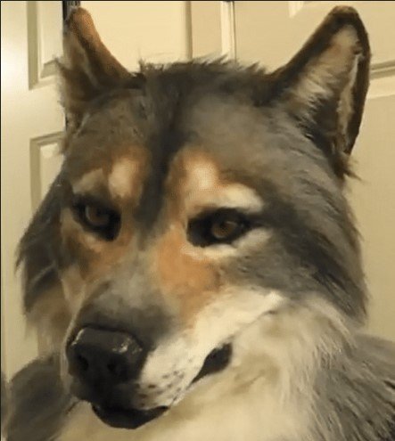 Werewolf Costume Party Mask Halloween Simulation Animal Rotate Headwear Costume Wolf Face Masks Cosplay - 2